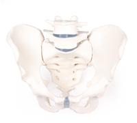 Modello Di Bacino, Bacino Maschile Con Sacro E 2 Vertebre Lombari