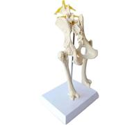 Modello di bacino canino - Scheletro anatomico dell'articolazione dell'anca del cane for esposizione e studio didattico