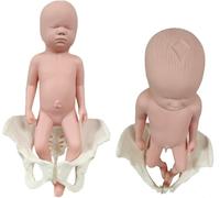 Modello di bacino femminile a grandezza naturale for l'educazione al parto - Modello anatomico con muscoli del pavimento pelvico for ginecologia