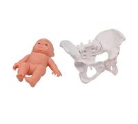 Modello di bacino femminile con bambino ostetrica modello di insegnamento donne bacino mobile aiuto didattico per scheletro pelvico femminile educativo con bambino per studio scolastico