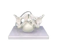 Modello di bacino femminile con cranio fetale ostetrica modelli di insegnamento donne pelvi lattuga modello insegnamento per struttura femminile educativa con lattuga teschio fetale per le scuole