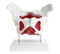 Modello di bacino femminile con muscoli e organi Anatomia del bacino femminile