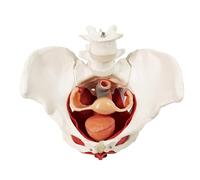 Modello di bacino femminile con organi rimovibili, montaggio magnetico, modello anatomico del pavimento pelvico e del perineo a grandezza naturale Modello di organo