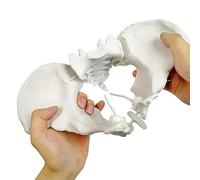 Modello di bacino femminile flessibile su elastico, modello di scheletro pelvico femminile a grandezza naturale con elastico, modello anatomico femminile per l'educazione scientifica A