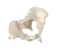Modello di bacino femminile ostetrica aiuto didattico donna scheletro pelvico per ostetricia scienza educazione ostetrica insegnamento ostetrica