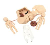 Modello di Bacino Femminile per Parto - Modello per ostetricia - con Bambino e sinfisi pubica-pelvi - Il Set dimostrativo di Nascita Include Modelli