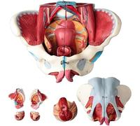 Modello di Bacino Femminile Umano a grandezza Naturale con Muscoli del Pavimento pelvico, vasi nervosi e riproduttivi, organi Rimovibili in 4 Parti per Kit di Studio Medico anatomico