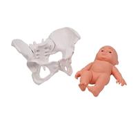 Modello di bacino femminile umano con scheletro pelvico bambino ostetrica aiuto didattico per l'educazione scientifica scheletro pelvico bacino con bambino per studio scolastico
