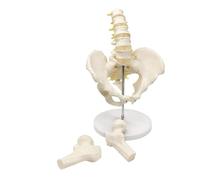 Modello di bacino maschile con 5 vertebre lombari, modello di anatomia del bacino for l'istruzione scientifica e lo studio medico a grandezza naturale che mostra l'importanza della regione pelvica