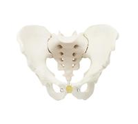 Modello di bacino maschile Strumento didattico per la comunicazione dei