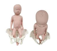 Modello di Bacino per Dimostrazione Del Parto, Modello di Formazione per Ostetricia, Modello di Bacino Femminile A Grandezza Naturale per Bambini con Modello di Muscoli Del Pavimento Pelvico, Femmina