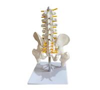Modello di bacino umano in scala 1/2-5 vertebre lombari e teste del femore per studio ortopedico e formazione medica