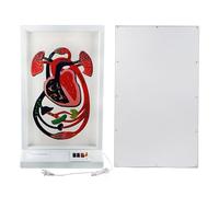 Modello di battito cardiaco e circolazione sanguigna per l'insegnamento della scienza, dispositivo di dimostrazione del cuore elettrico, forniture di laboratorio per esposizione di ricerca