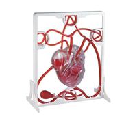 Modello Di Battito E Circolazione Sanguigna, Modello Di Insegnamento Medico Con Pompa A Sfera Da Spremere, Alta Simulazione Della Circolazione Del Sangue Umano, Impara A Proteggere Il Tuo Cuore