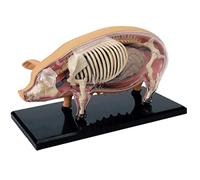 Modello Di Biologia Del Modello Di Biologia Rimovibile Del Modello Di Biologia Rimovibile Del Modello Di Biologia Del Modello Di Biologia Del Modello Di Biologia Di Maiale Per La Ricerca Di Ricerca Mo