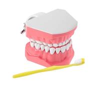 Modello Di Bocca - Modello Denti Standard Per Spazzolamento Con Spazzolino - Materiale Didattico Per Studio Della Bocca Per Ragazzi E Famiglia