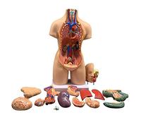 Modello di busto del corpo umano per l'insegnamento, anatomia anatomica da 55 cm con 19 parti staccabili per l'educazione medica e lo studio degli organi interni