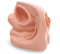 Modello di cateterizzazione maschile e femminile, modello genitale for inserimento catetere in PVC con marcature anatomiche digitali, for insegnamento clinico medico e tirocinio(Female)