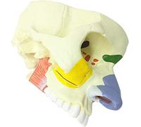 Modello di cavità nasale - Anatomia umana - Aiuto educativo per lo studio anatomico - Materiale PVC - Struttura dettagliata per l'apprendimento medico