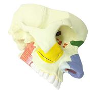 Modello di cavità nasale - Modello di visualizzazione anatomia umana | Modello di cavità nasale - Display anatomico dettagliato per scopi didattici, ideale per lezioni di anatomia e formazione