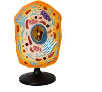 Modello di cellula animale, insegnamento anatomico delle cellule animali, kit didattico sulle cellule animali, for l'insegnamento delle scienze, strumento didattico for lo studio dell'anatomia
