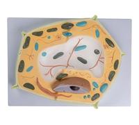 Modello Di Cellula Vegetale 3D, Modello Del Corpo Umano, Modello Didattico Anatomico, Modello Sperimentale For Appassionati Di Biologia For L'apprendimento Delle Cellule