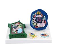 Modello di cellula vegetale animale di istruzione con le parti staccabili Pianta anatomica per la dimostrazione di insegnamento ingrandita