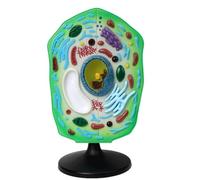 Modello di cellula vegetale con organelli rimovibili, cloroplasto e nucleo staccabili for l'insegnamento, lo studio e l'esposizione della biologia