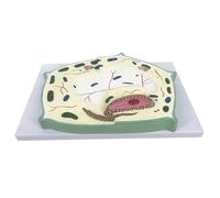 Modello di cellula vegetale Struttura di una tipica cellula vegetale for la dimostrazione didattica della biologia for l'istruzione scolastica Modello di cellula vegetale Modello biologico