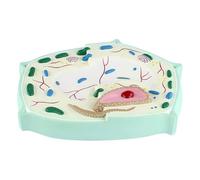 Modello di cellula vegetale Struttura di una tipica cellula vegetale for la dimostrazione didattica della biologia for l'istruzione scolastica Modello di cellula vegetale Modello biologico Modello