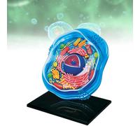 Modello di cellule animali 4D, modello staccabile di anatomia delle cellule animali, rispettoso dell'ambiente, modello di anatomia dell'organo biologico per l'insegnamento