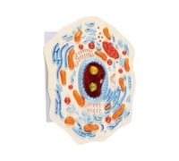 Modello di cellule animali ABS per l'apprendimento interattivo della | Modello permanente di cellule animali ABS per un uso duraturo nelle lezioni di biologia e istruzioni in classe