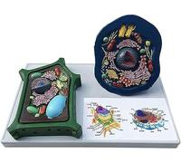 Modello di cellule animali e vegetali - Modello educativo di insegnamento anatomico per scopi di studio, visualizzazione e studio di biologia, ideale per l'apprendimento in a casa
