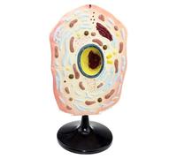 Modello di cellule animali - Materiale didattico di anatomia della microstruttura per anatomia cellulare biologica, include membrana cellulare, citoplasma, nucleo e mitocondri