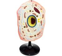 Modello di cellule animali - Supporto didattico anatomico per l'educazione alla biologia, rappresentazione scientifica della struttura cellulare, perfetto per uso in studio