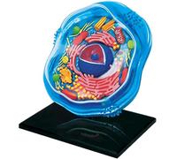 Modello di cellule animali visive 4D, Organelli cellulari di anatomia, struttura di apprendimento della microbiologia per l'educazione scientifica