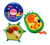 Modello di cellule vegetali animali educative per dimostrazione didattica | Anatomico Animale e Cellulare Vegetale Modello Biologia Aiuto Didattico Aiuto Didattico per Laboratorio