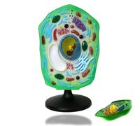 Modello di cellule vegetali, attrezzatura didattica di anatomia biologica per scuole medie, organelli rimovibili di cloroplasti per esposizione di studi di biologia