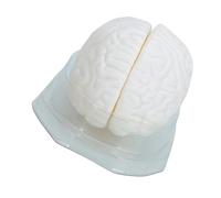 Modello di cervello con base di visualizzazione Modelli anatomici umani Strumento didattico medico per studio in aula Modello anatomico umano
