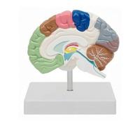Modello di Cervello con Base Medico | Aree Funzionali Colorate, Educativo, Modello Cerebrale, per Aula, Medici