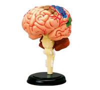 Modello di Cervello di Anatomia 4D Modello di Cervello Umano smontato Anatomia strutturale Strumento di apprendimento dell'insegnamento Medico, Modello di Anatomia della Testa Umana