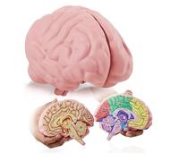 Modello di cervello in schiuma a sezione trasversale smontabile | Strumento educativo per anatomia, psicologia e biologia | Facile da usare con 2 mezze parti etichettate