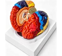 Modello di cervello staccabile con codice colore in 2 parti e base | Modello anatomico del cervello umano a grandezza naturale, sussidio didattico di anatomia in PVC for l'insegnamento