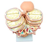 Modello di cervello umano 12 parti Fette trasversali di cranio anatomico staccabile in PVC