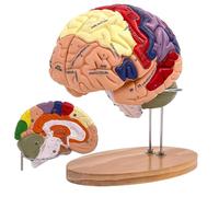 Modello di Cervello Umano 2 Volte a grandezza Naturale, Modello di Anatomia del Cervello, Include 4 Pezzi etichettati con Figure 9 Colori, per l'apprendimento delle neuroscienze Display
