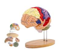 Modello di cervello umano 2 volte più grande del normale, modello di anatomia del cervello, include 4 pezzi etichettati con figure in 9 colori, for l'apprendimento delle neuroscienze, for l'esposizion