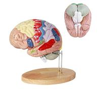 Modello di Cervello Umano 4 Parti Modello anatomico del Cervello Umano Il 1: 2 Disassemblato Cervello Umano Modello anat
