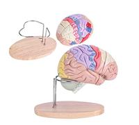 Modello di Cervello Umano 4 Parti Modello di Cervello Medico 1: 2 Modello di Cervello Umano anatomico Medico 50 pennarel