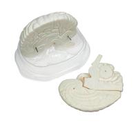 Modello Di Cervello Umano A Grandezza Naturale Per Bambini Strumenti Didattici