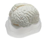 Modello Di Cervello Umano A Grandezza Naturale Per Bambini Strumenti Didattici